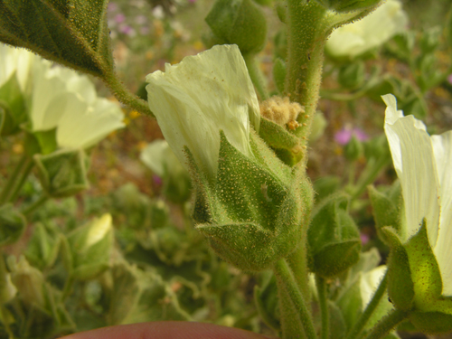 Malva agrigentina / Malvone di Agrigento